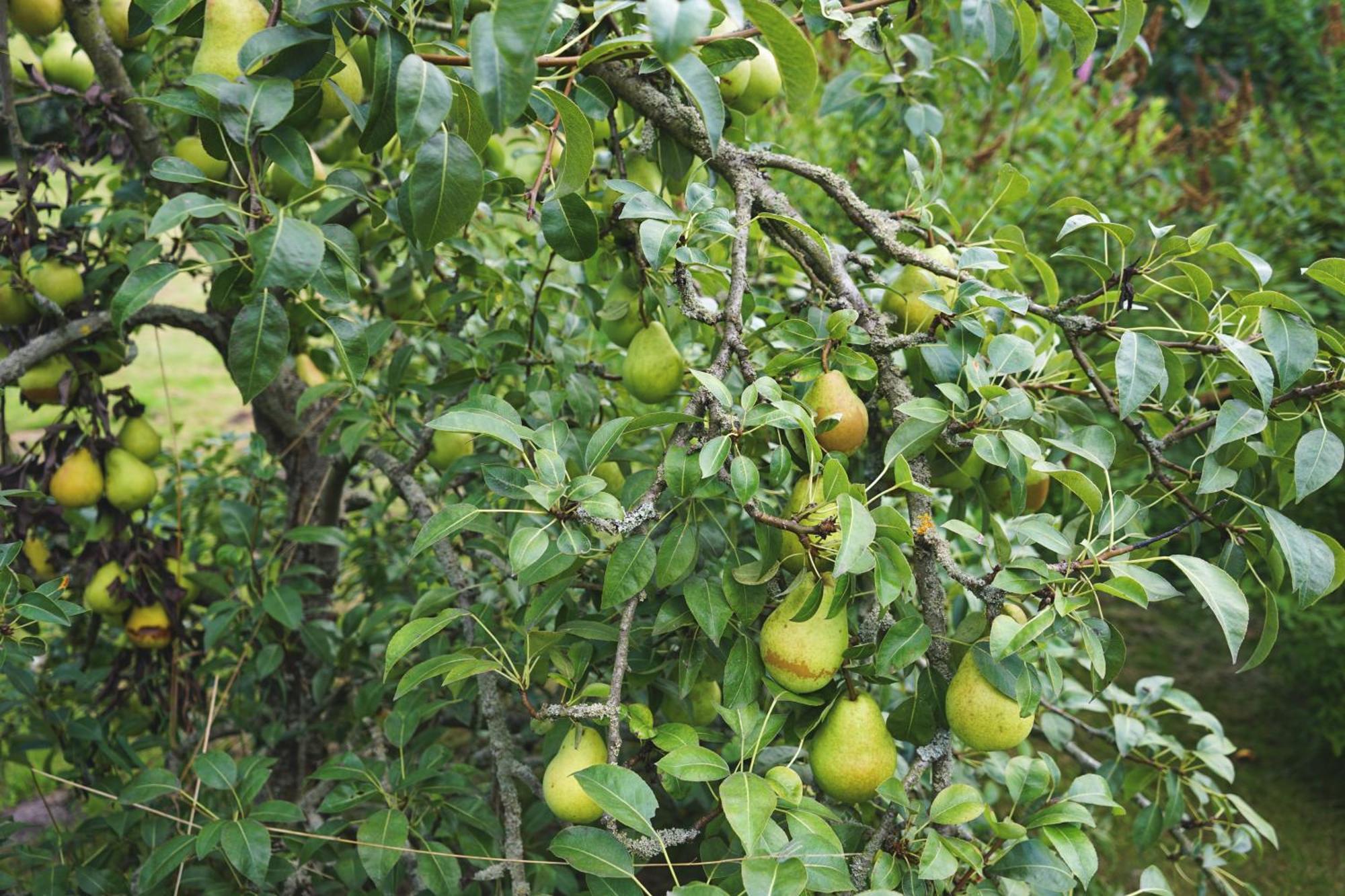 Slube An Den Teichen Hoher Flaeming Rottstock Luaran gambar